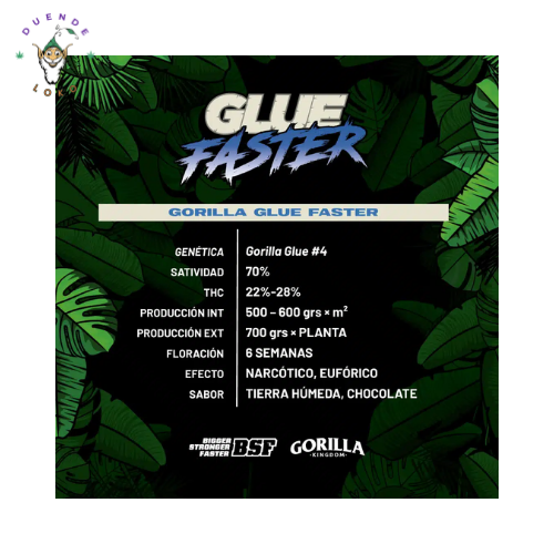 BSF Seeds Fem Glue Faster