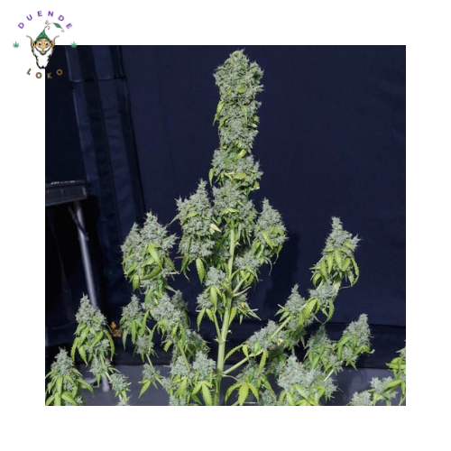 Eva Seeds Auto Magic Tree