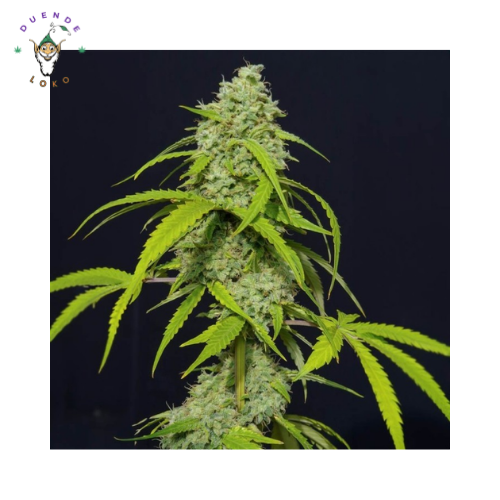 Eva Seeds Auto Orange Kush