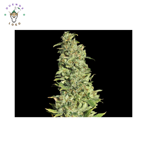Eva Seeds Fem High level