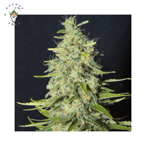 Eva Seeds Fem Monster CBD