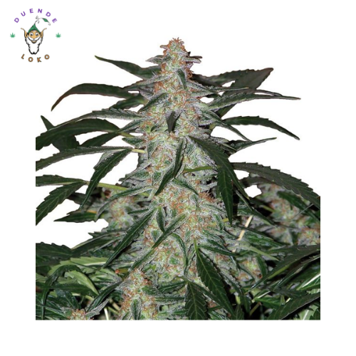 Buddha Seeds Auto Magnum