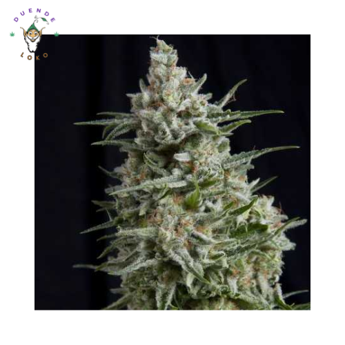 Pyramid Seeds Auto Anesthesia