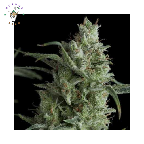 Pyramid Seeds Fem Kryptonite