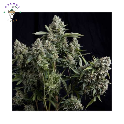 Pyramid Seeds Fem Tutankhamon