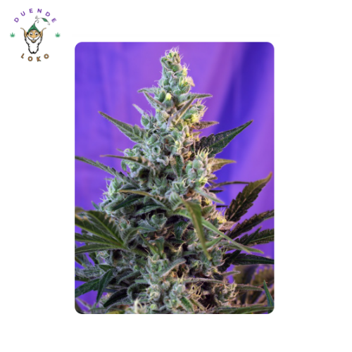 Sweet Seeds Auto Sweet Skunk