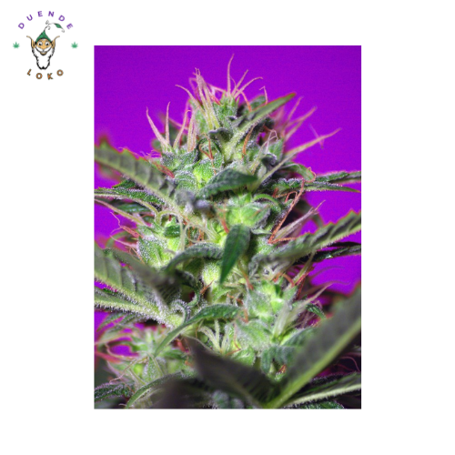 Sweet Seeds Fem Botafumeiros
