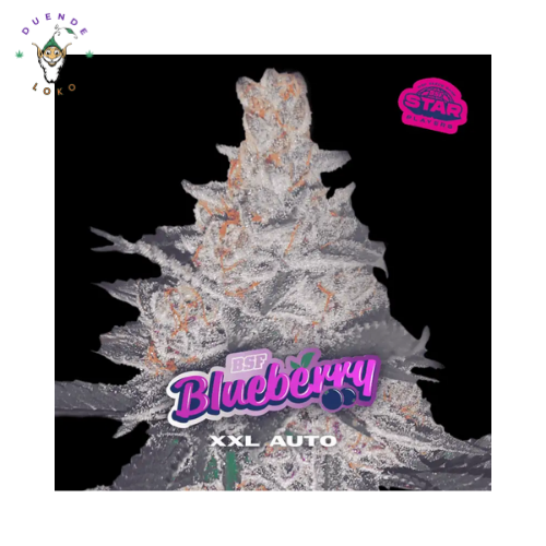 BSF Seeds Auto Blueberry XXL