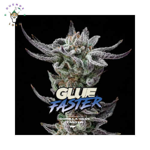 BSF Seeds Fem Glue Faster