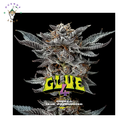 BSF Seeds Fem Gorilla Glue #4