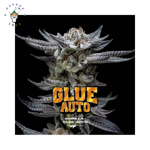 BSF Seeds Auto Gorila Glue