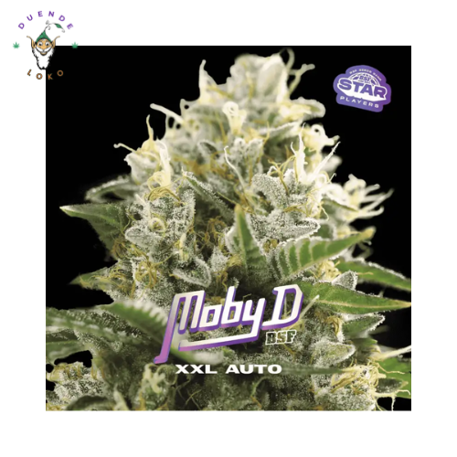 BSF Seeds Auto Moby D XXL