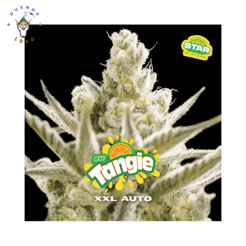 BSF Seeds Auto Tangie XXL