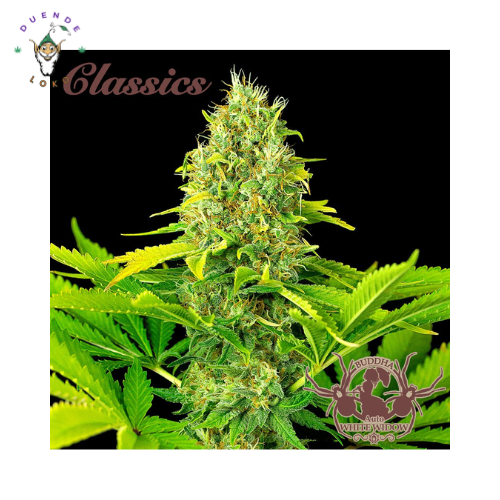 Buddha Seeds Auto White Widow