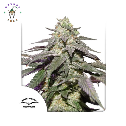 Dutch Passion Auto Skywalker Haze