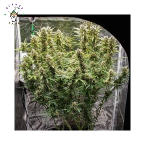Dutch Passion Auto Skywalker Haze