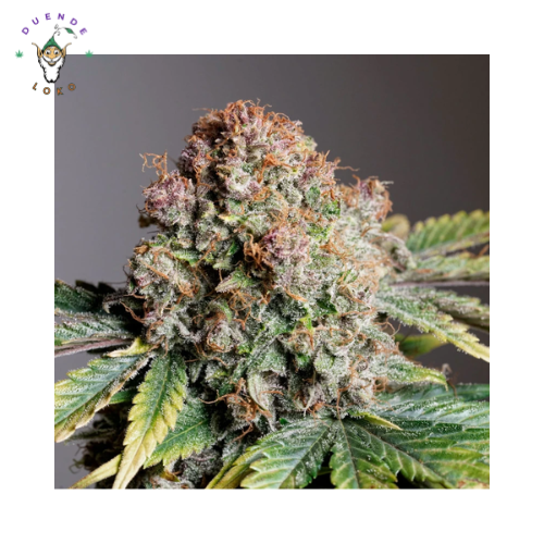 Dutch Passion Auto Strawberry Soda