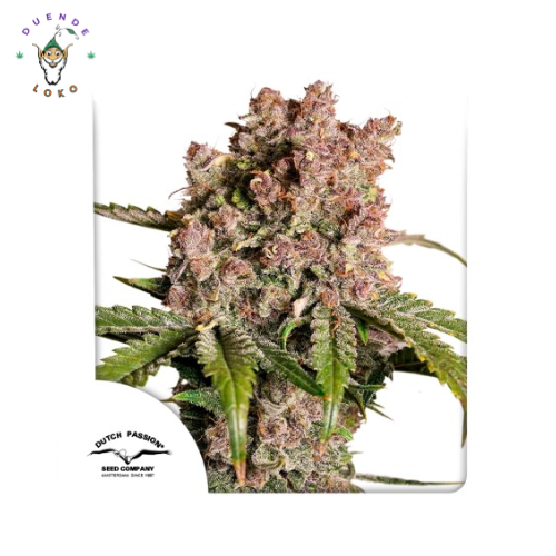 Dutch Passion Auto Strawberry Soda