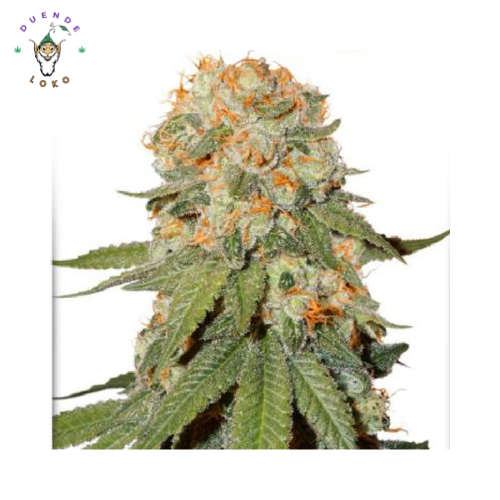 Dutch Passion Auto Xtreme