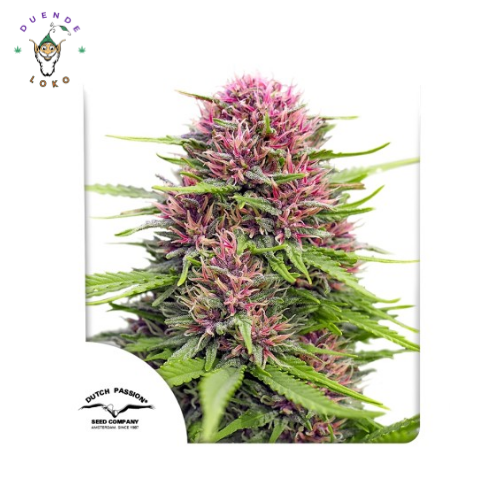 Dutch Passion Fem Frisian Dew