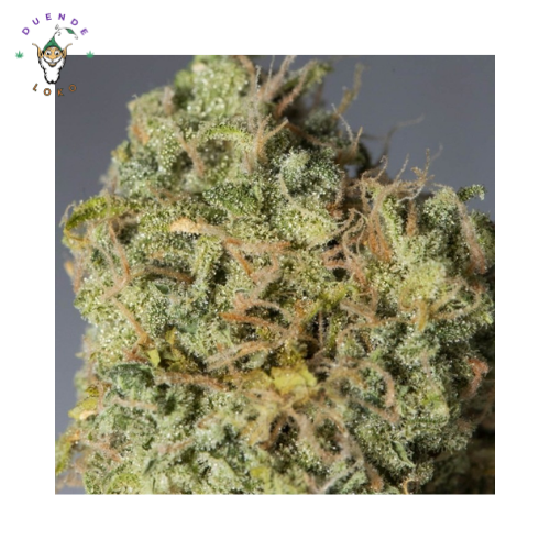Eva Seeds Auto Magic Tree