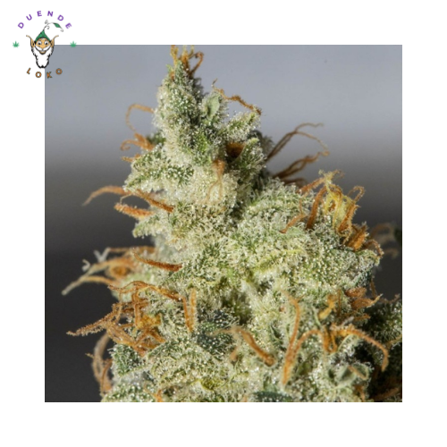 Eva Seeds Auto Orange Kush