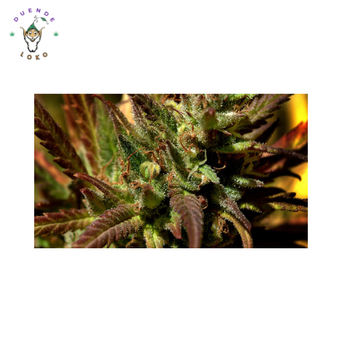 Eva Seeds Fem High level