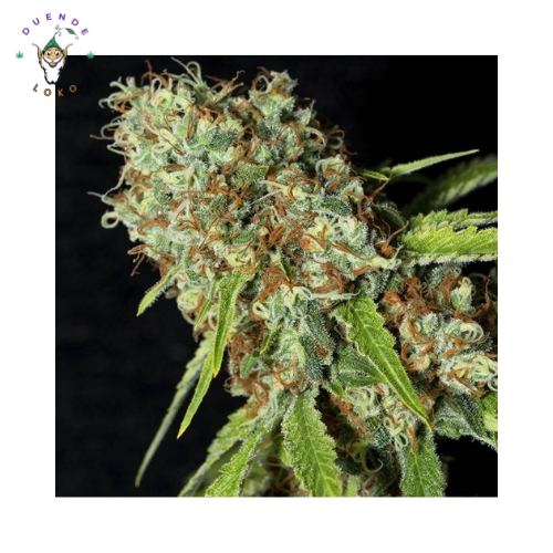 Eva Seeds Fem Jamaican Dream CBD