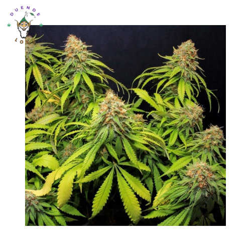 Eva Seeds Fem Jamaican Dream CBD