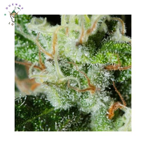 Eva Seeds Fem Monster CBD