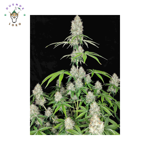 Buddha Seeds Auto Magnum