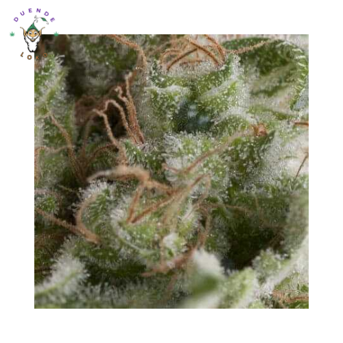Pyramid Seeds Auto American Pie