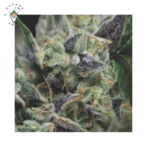 Pyramid Seeds Auto Gorila