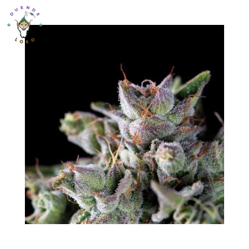 Pyramid Seeds Fem Gorila