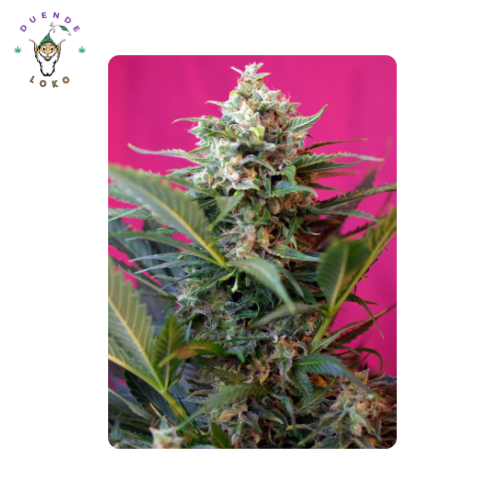 Sweet Seeds Auto Big Devil
