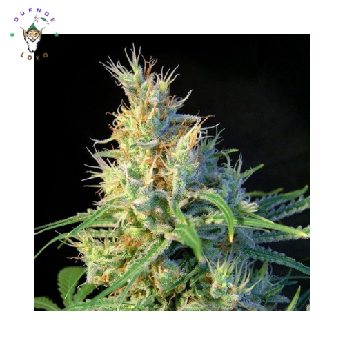 Sweet Seeds Fem Psicodelicia