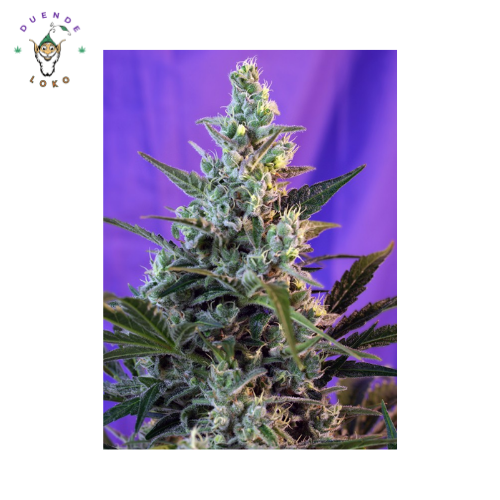 Sweet Seeds Fem Sweet Skunk F1